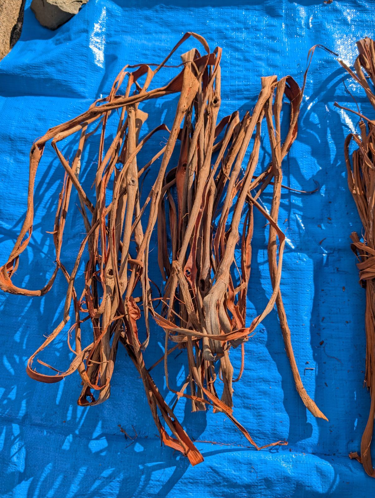 天然山葡萄の蔓3 採集状態で保存2.0キロ令和2年採取 - メルカリ