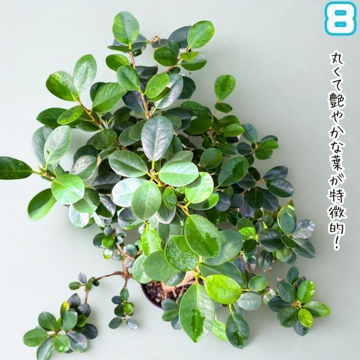 ✨パンダガジュマル No.8【盆栽仕立て】✨ - メルカリ