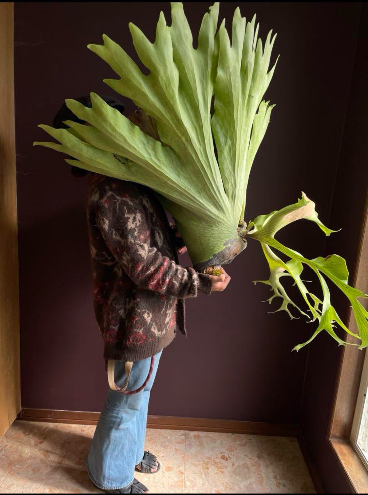 沖縄県内直接引渡し可】ビカクシダ ホルタミー 特大株 - メルカリ