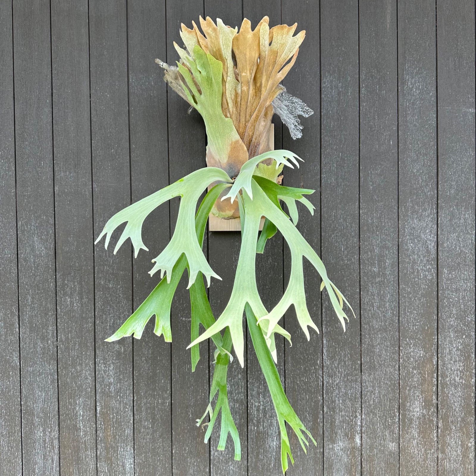 P willinckii wild Java胞子 1 ☆ウィリンキー - メルカリ