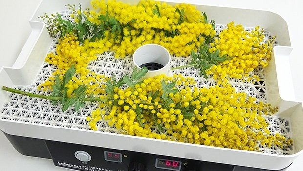 1日で完成！】フードドライヤーでつくるカーネーションのドライ