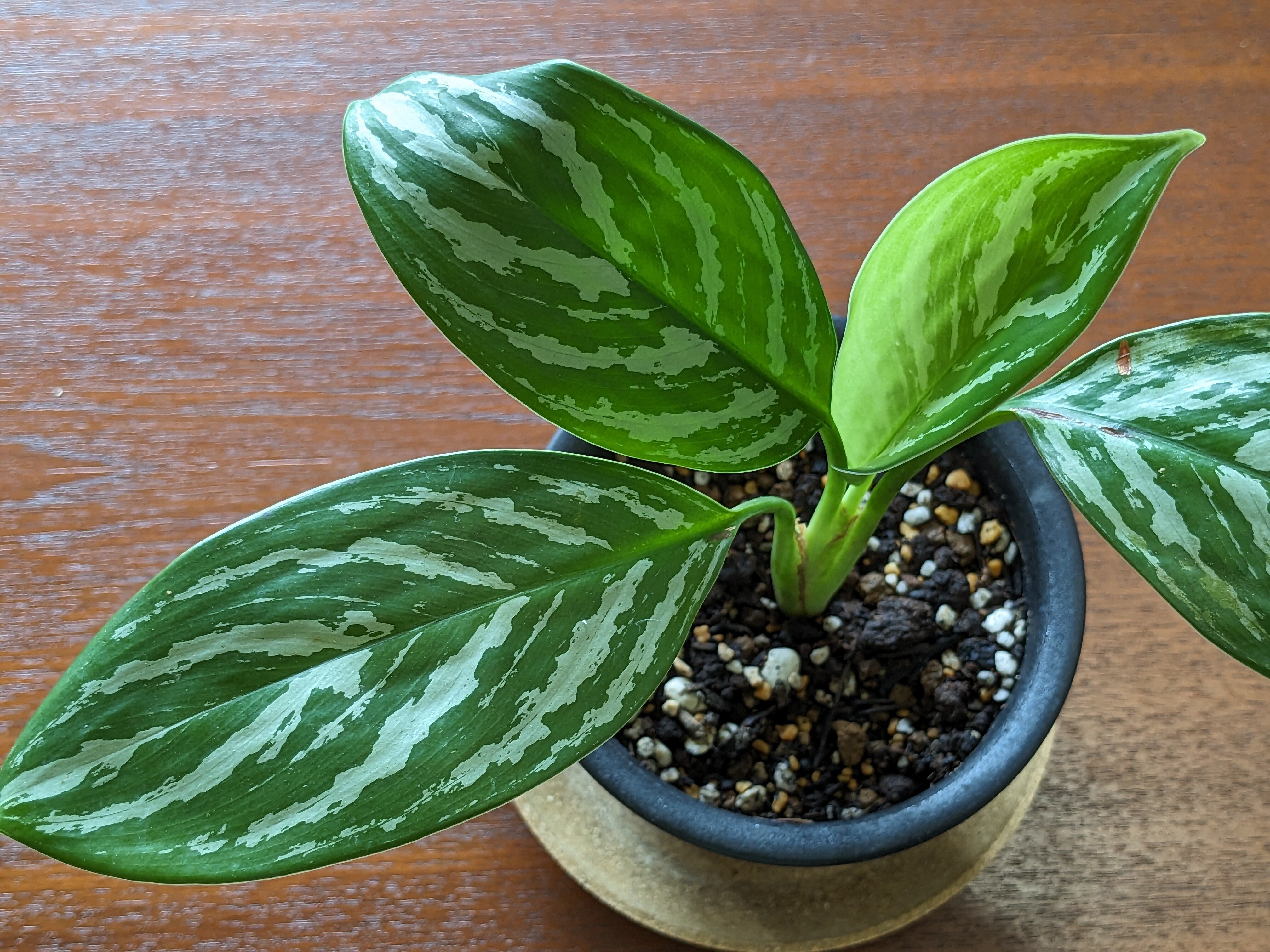 アグラオネマ カーティシー」を買った話｜nishioka