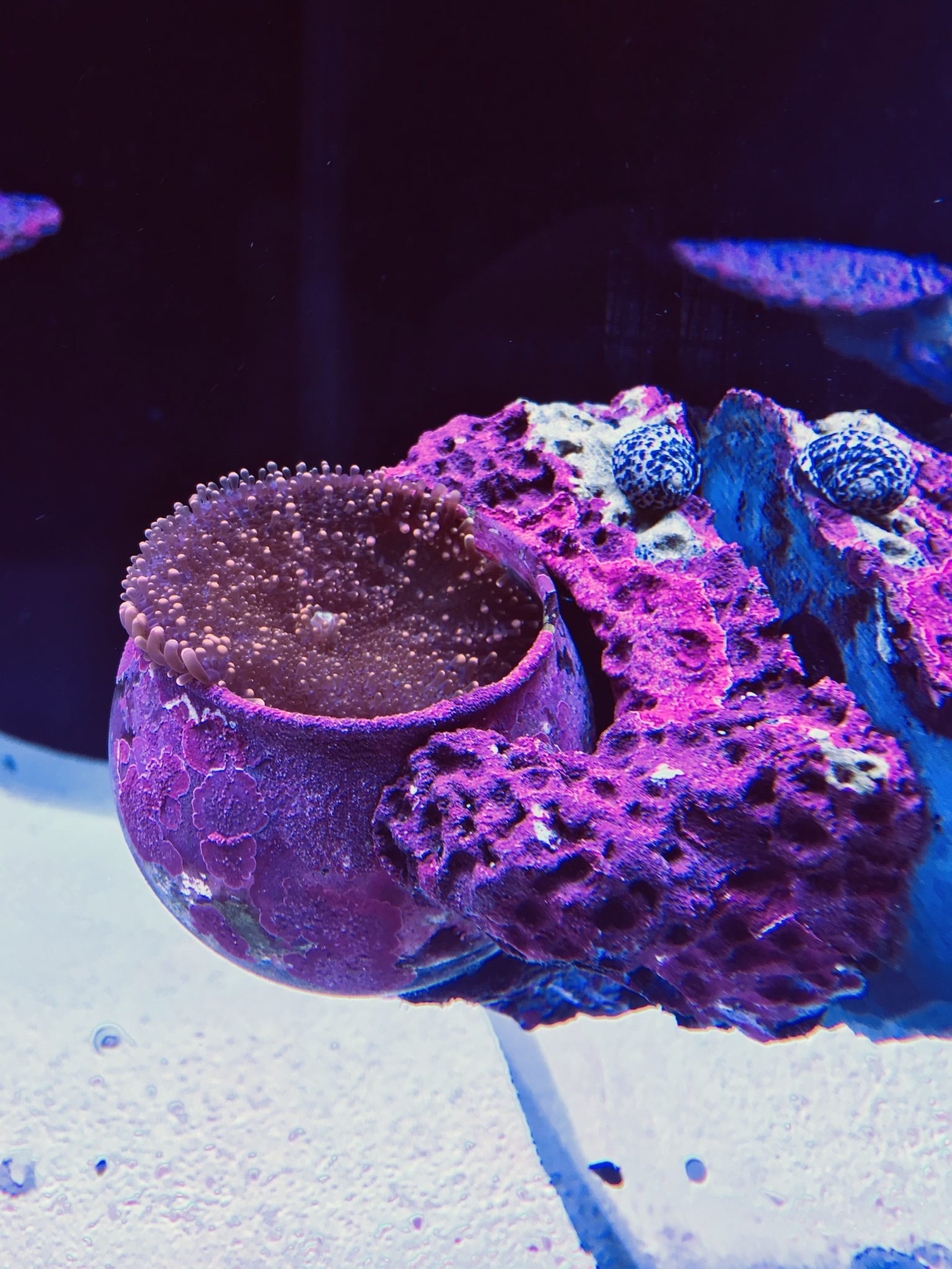 Magnetic Mushroom and Anemone rock display - Aqua Rocks