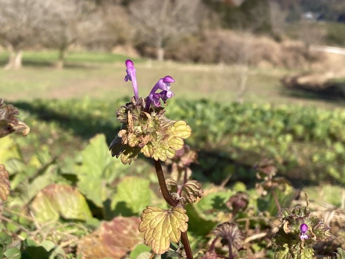 1/20 春の七草「ホトケノザ」発見 | 市原みつばち牧場