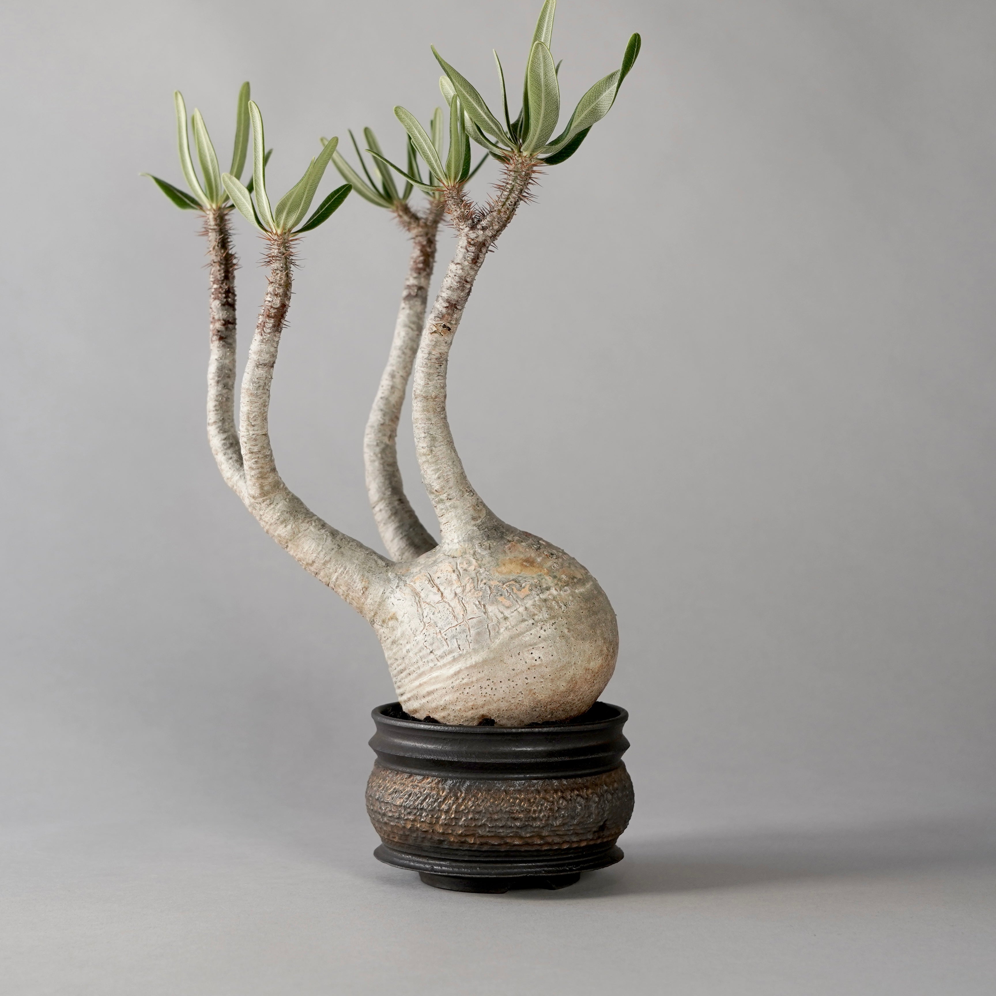 Pachypodium Gracilius × “GOUJIN”POT E – BOTANIZE