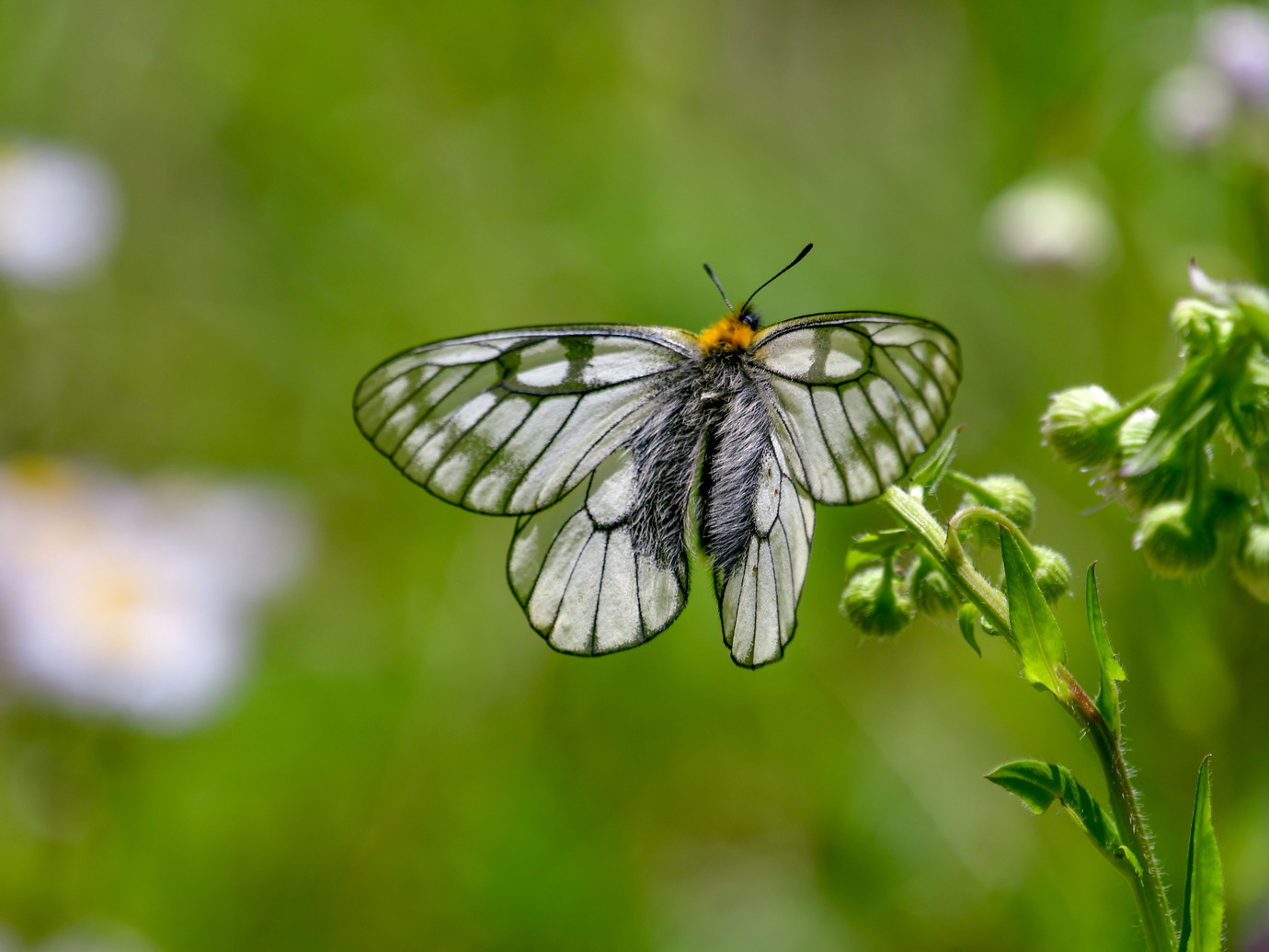 ウスバシロチョウが飛びはじめました - ☆美蝶鳥散歩ー高尾・湯殿川