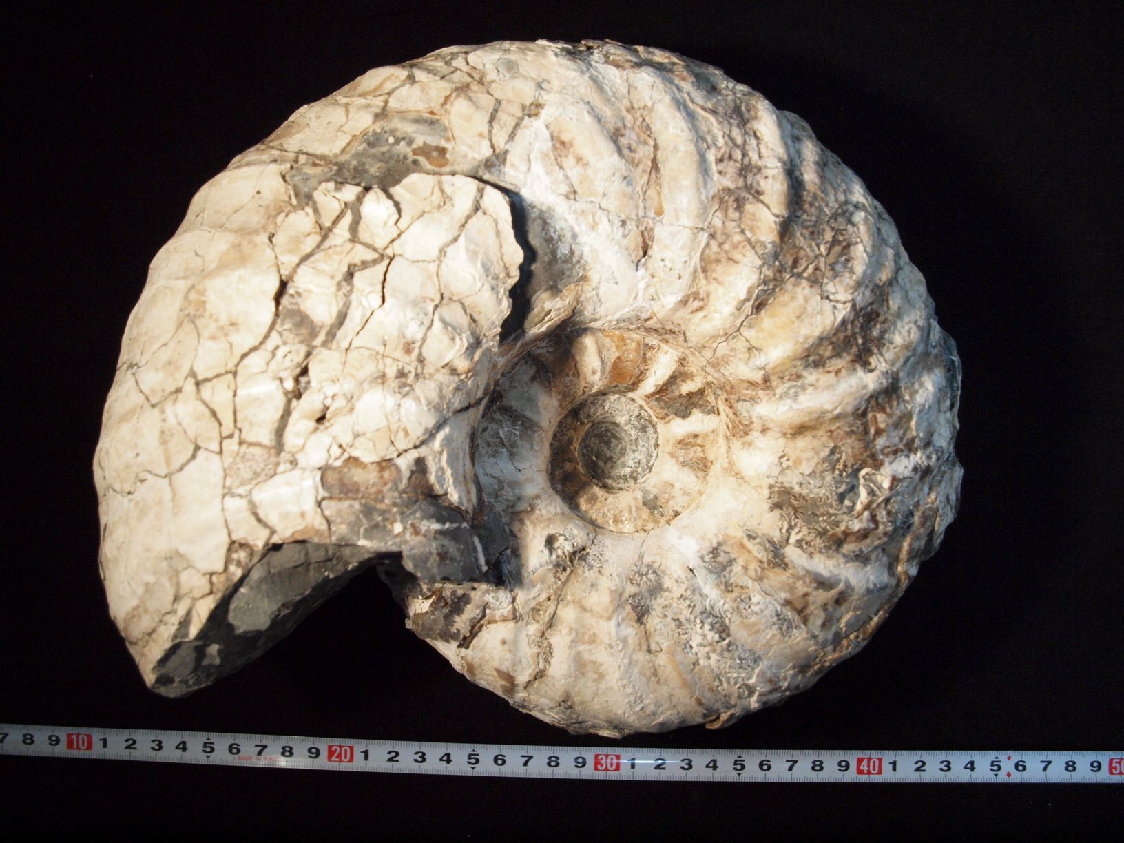 ユーパキディスカス ハラダイ（北海道中川町） - ニッポノポンの化石ブログ