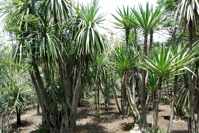 ニオイシュロラン