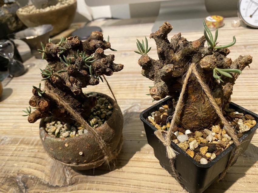 45日目】チレコドン・ペアルソニー Tylecodon pearsonii 現地株の発根管理