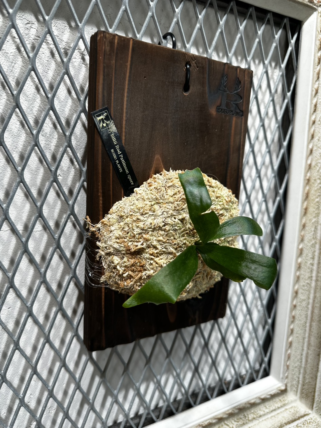 ササイ様専用】P.hillii Rod Pattison spore 送料込 - ROSSO 〜 BETTA