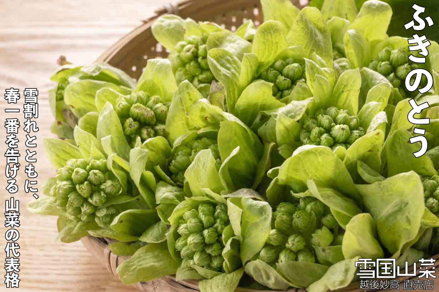 ふきのとう | 商品紹介 | 雪国山菜 [越後妙高 山菜直売店] 公式ストア