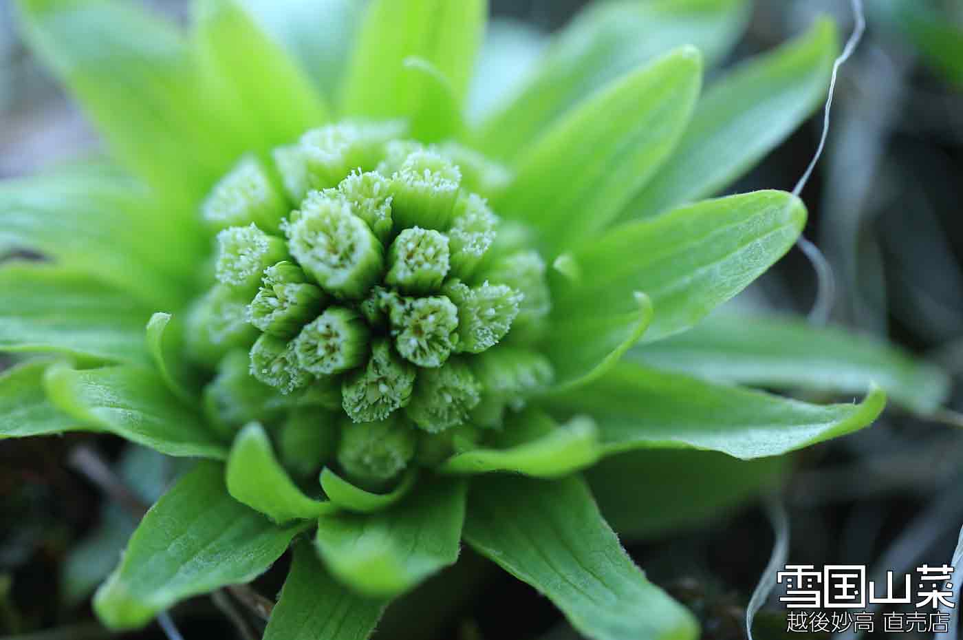 ふきのとう | 商品紹介 | 雪国山菜 [越後妙高 山菜直売店] 公式ストア