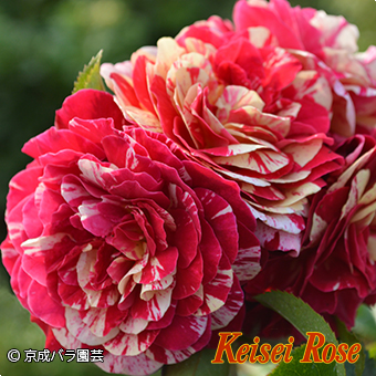 トイ トイ トイ！ 大苗(4.5号角鉢)｜【京成バラ園】バラの通販