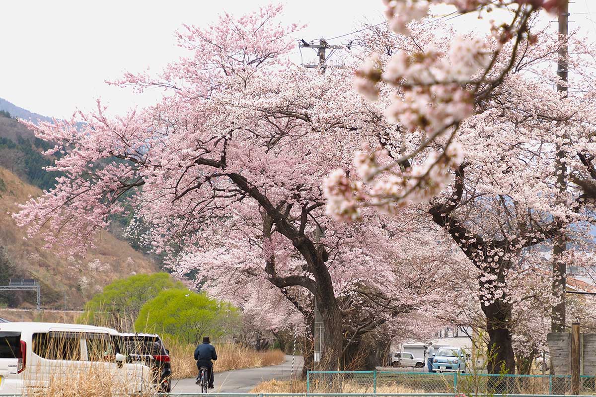 サクラ、きれい！春の便りに笑顔咲く 釜石の“定番”お花見スポット