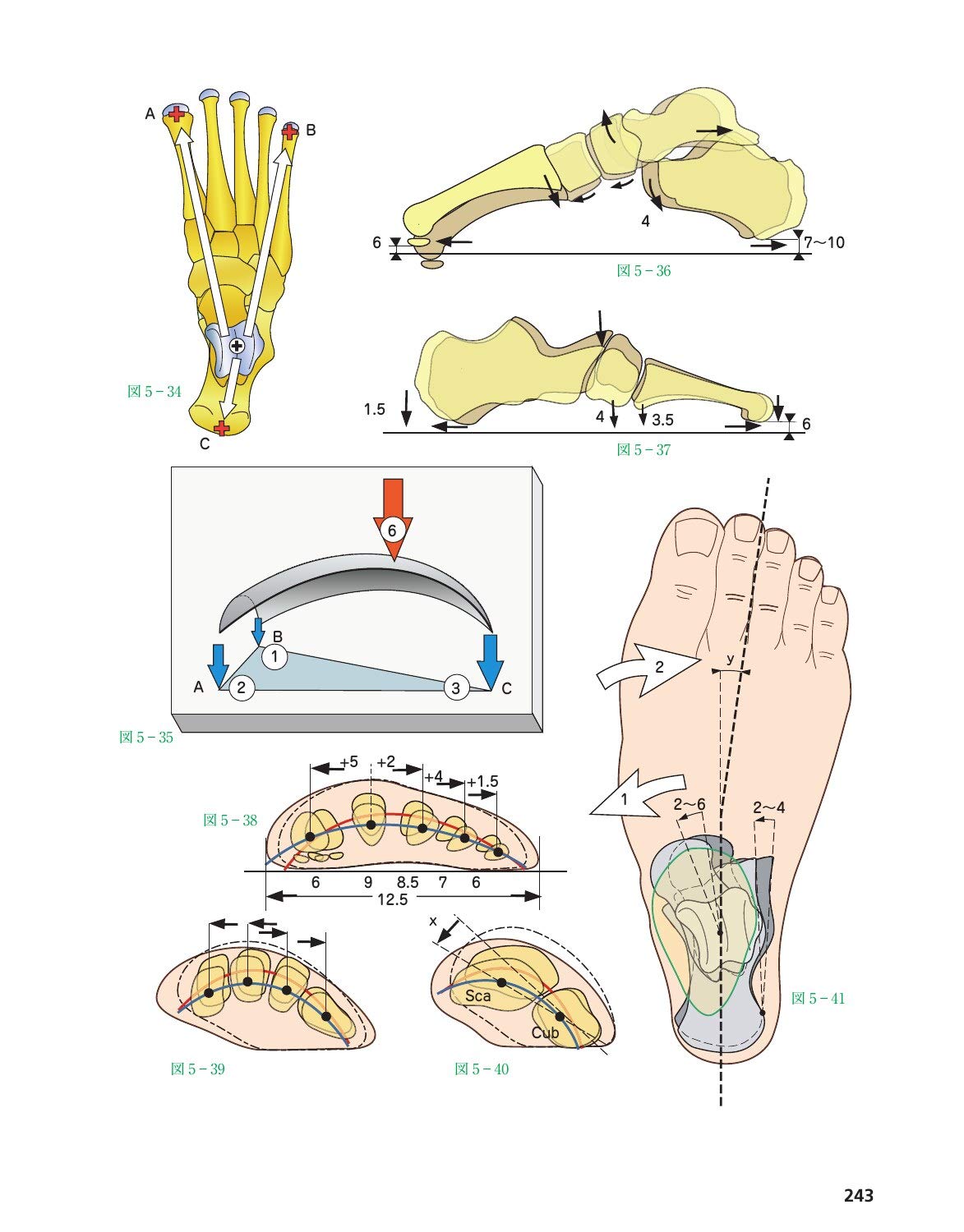 カパンジー機能解剖学｜関節運動の理解が最も深まる医学書 | ユリーカ