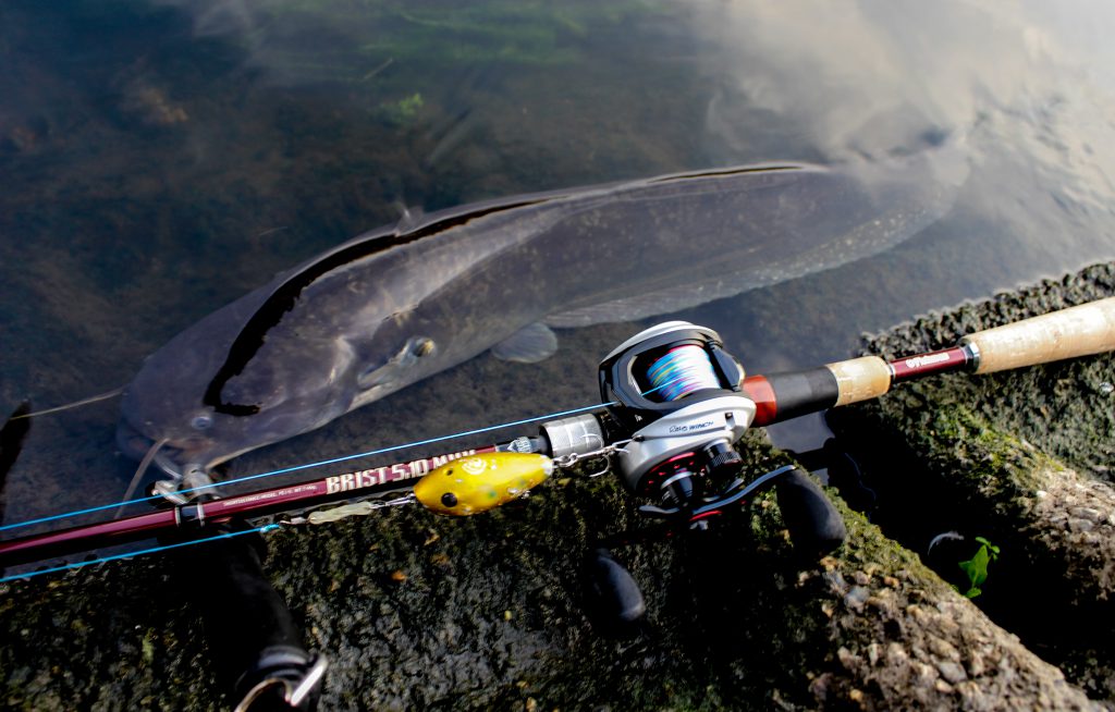 ステイ中にバイトしたそいつは、なんと、白というか金色じみた体色の