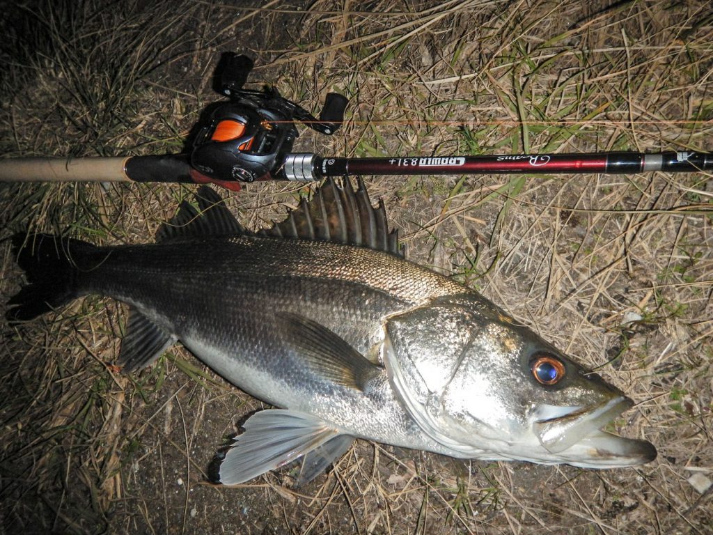 大分River Seabass Game～春の足音～ - Fishman（フィッシュマン）