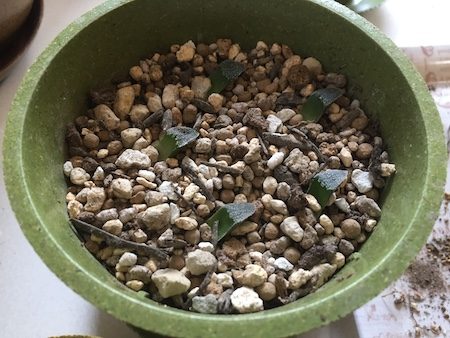 ハオルチアの葉挿しと注意点！ | 斑入り植物の研究室