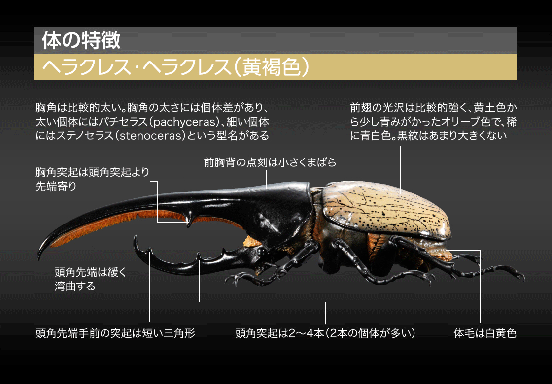 いきもの大図鑑プレミアム ヘラクレスオオカブト（ヘラクレス