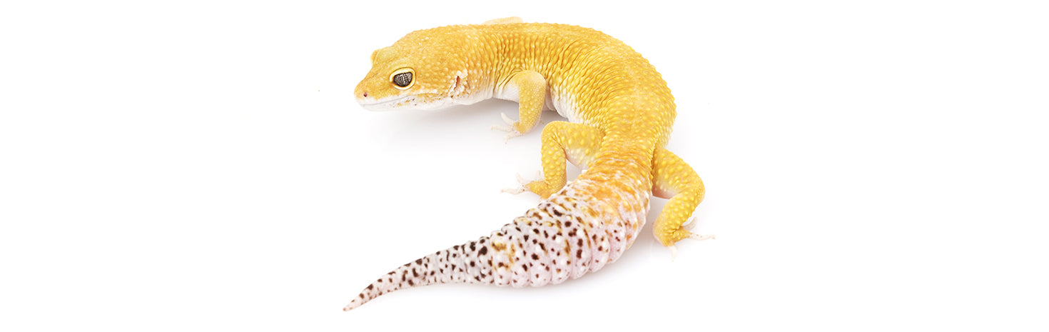 爬虫類・両生類用品パーツ | G-PET Online（ジェックス公式オンライン