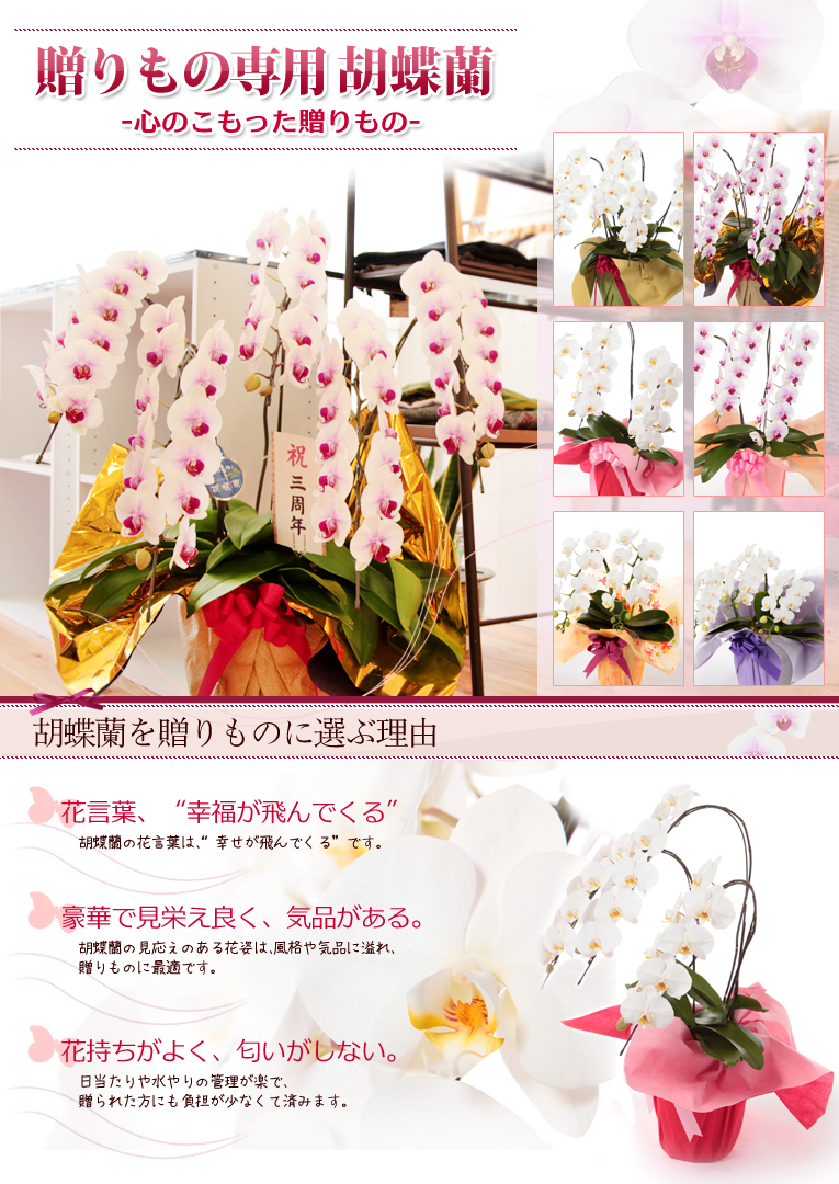 胡蝶蘭大輪系3本立 30～36輪【送料無料】【選べるラッピング】【立札