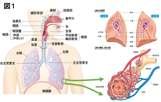 呼吸器外科 | 診療科・センター | 診療科・部門 | 浜の町病院