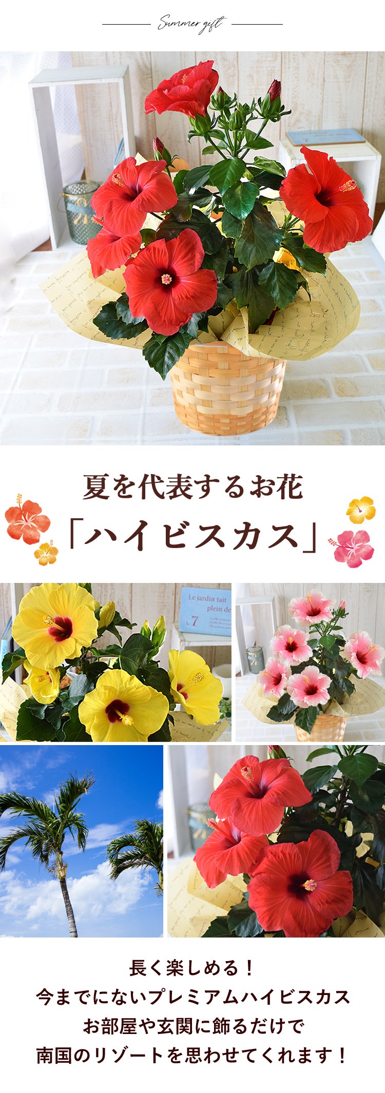 モリヒロ園芸さんの 季節の鉢花 ロングライフハイビスカス in