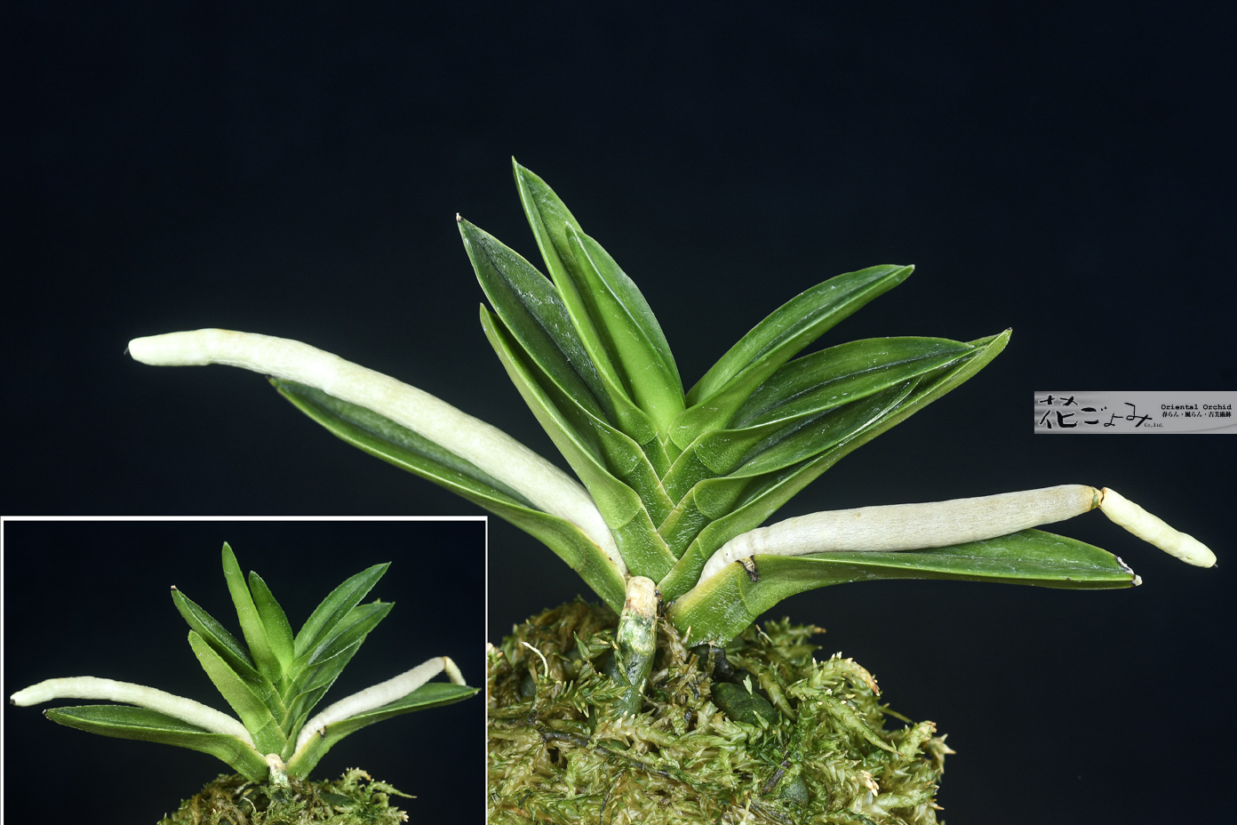 上木・青軸青根豆葉【翠扇】 - 東洋蘭専門店 花ごよみ | 春蘭・富貴蘭