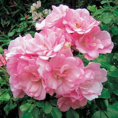 フラワーカーペット® ローズ | 株式会社ハクサン｜花や植物、園芸資材