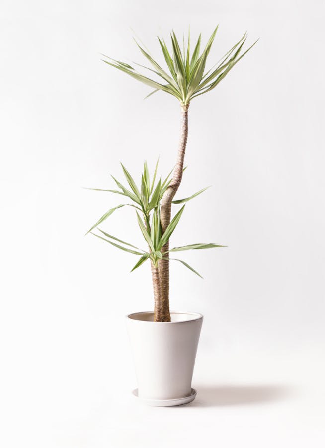 観葉植物 ユッカ 10号 斑入り サブリナ 白 付き | 観葉植物なら
