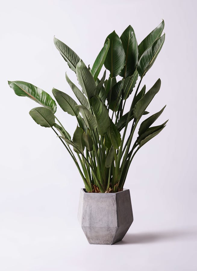 観葉植物 ストレリチア (ストレチア) レギネ 10号 ファイバークレイ