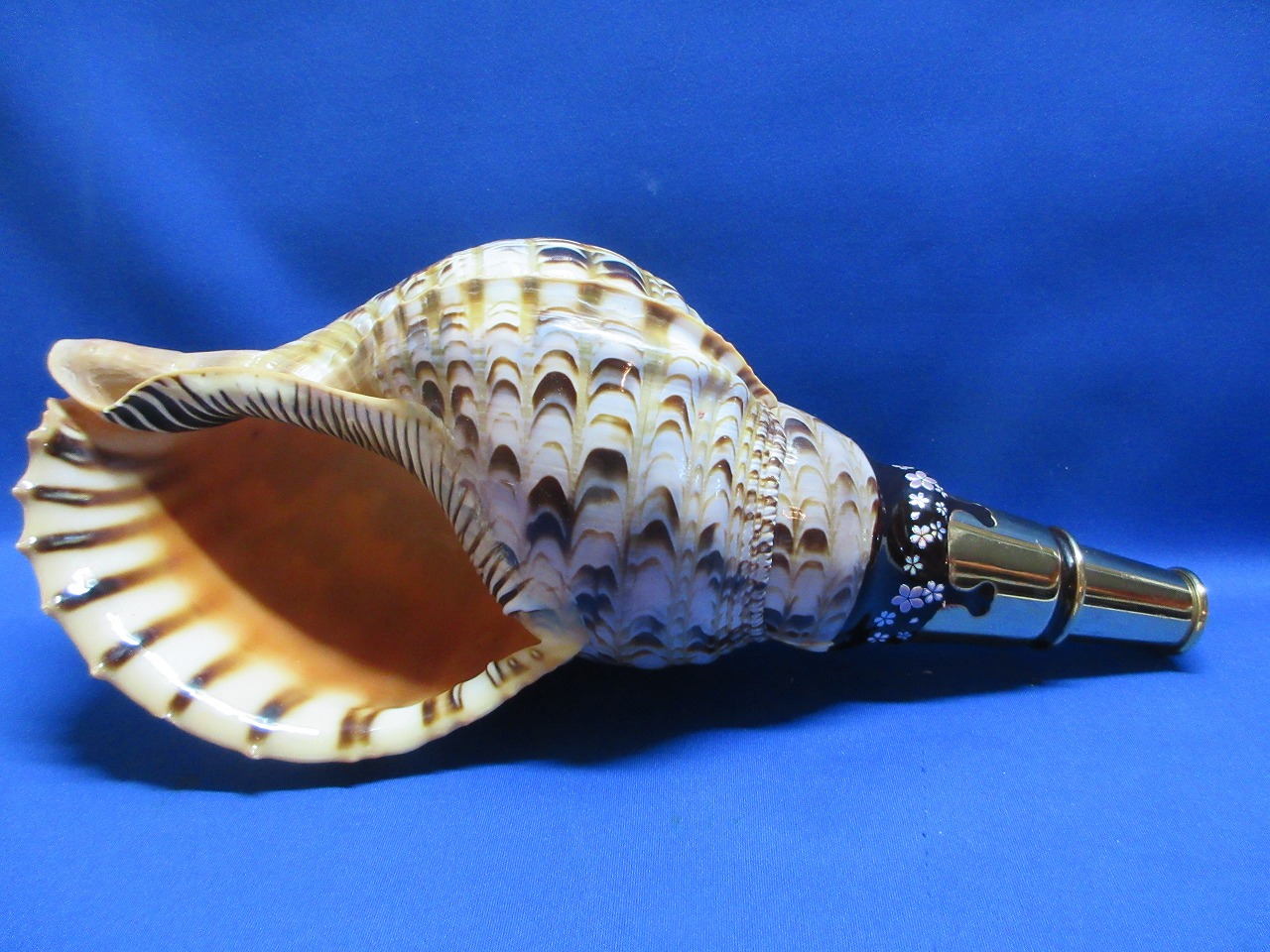 最高級 山伏修験法螺貝 黄金の吹口 桜吹雪 - 穂の国