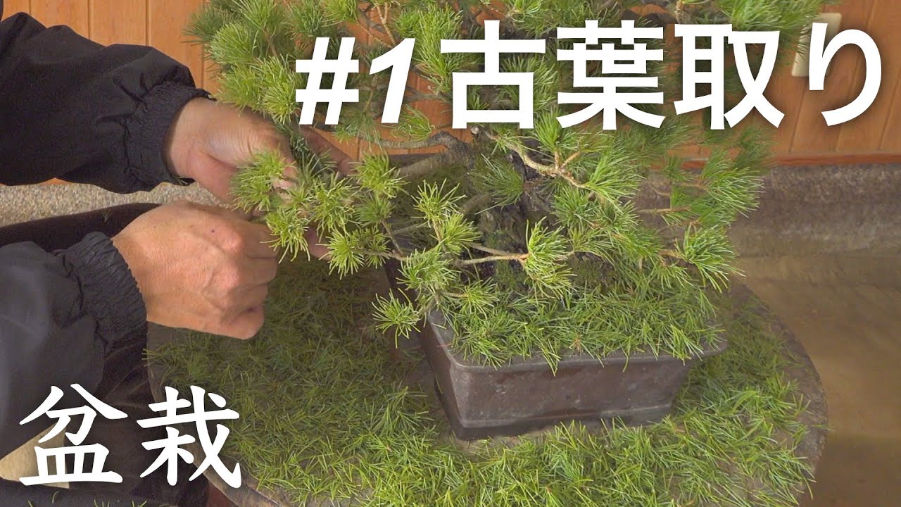 針金と剪定①】まずは古葉取りで新葉を残します【五葉松盆栽】 - YouTube