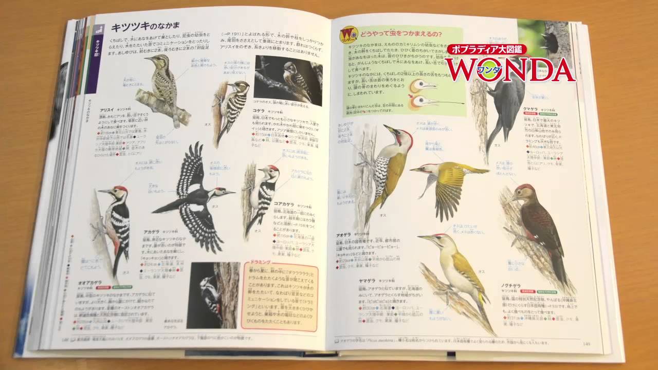 ポプラディア大図鑑WONDA 鳥 | 川上 和人 | 1件のレビュー | 動画あり