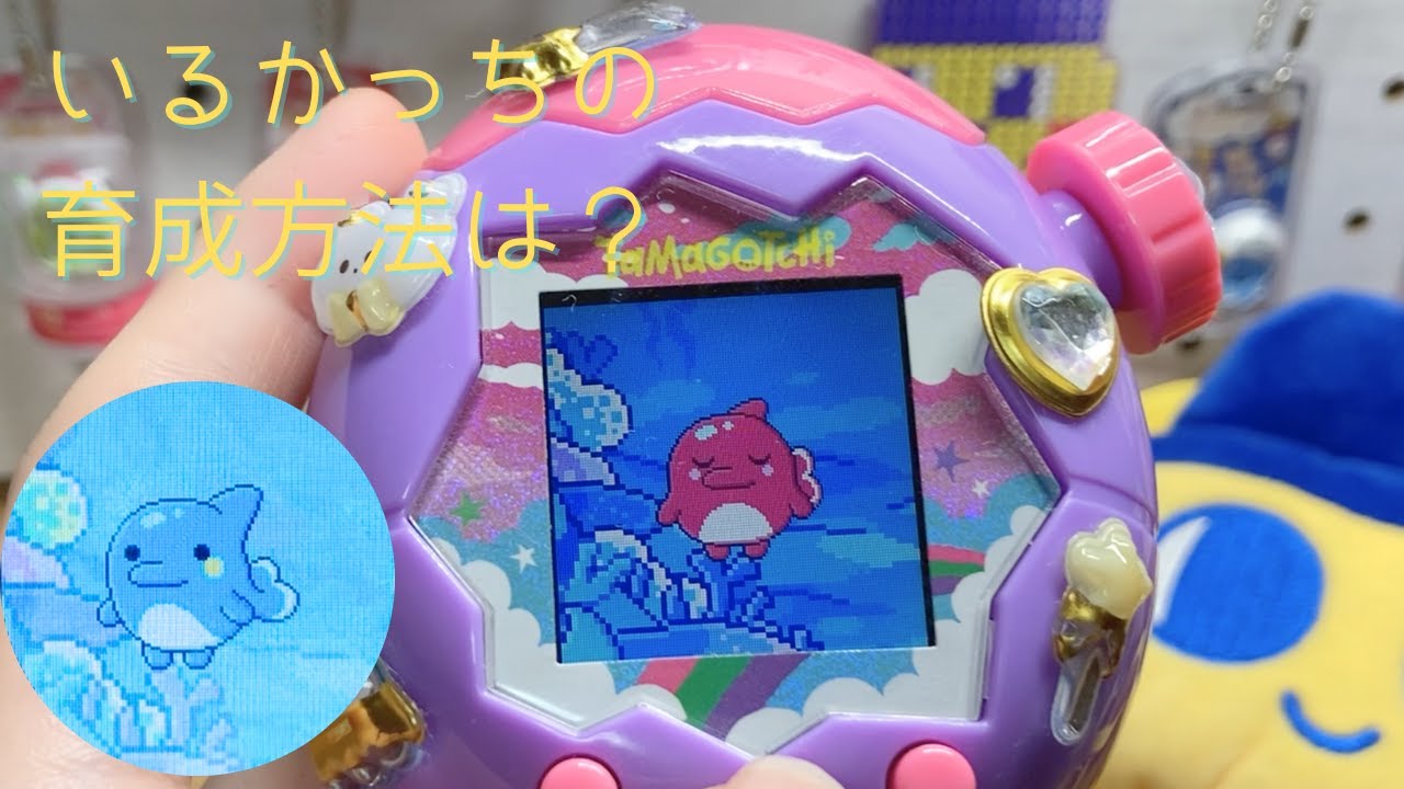 Tamagotchi Paradise] Introducing how to raise Irukachi - YouTube