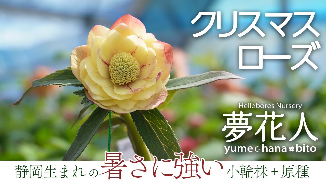 温暖地育ちの夏に強いクリスマスローズ！】ナーセリー「夢花人」さんの
