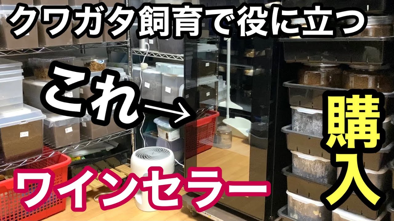 I bought a wine cellar, which is essential for keeping stag