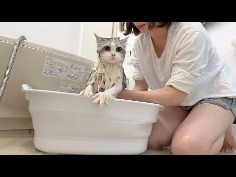 スコスコぽこ太郎&うま次郎〜猫ちゃんねる〜 - YouTube