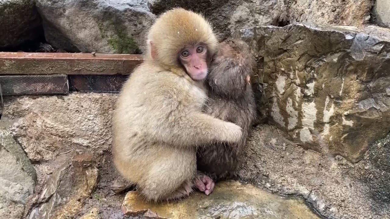 ある赤ちゃんザルの一年 - YouTube