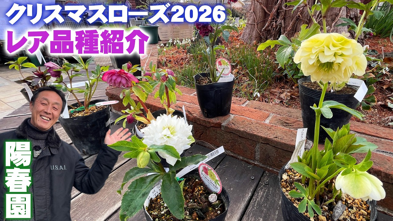 陽春園】クリスマスローズ2026年の注目レア品種8選を紹介【園芸店