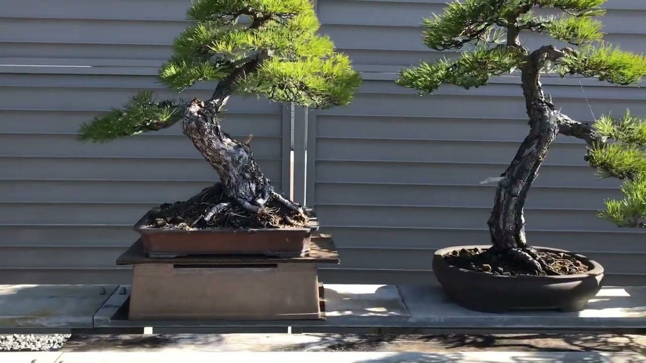 高松盆栽の郷 2022.12.28. 大型盆栽の棚 - YouTube