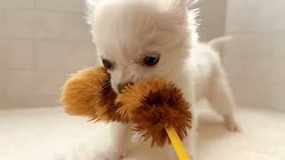 197869チワワ問い合わせ用 - YouTube