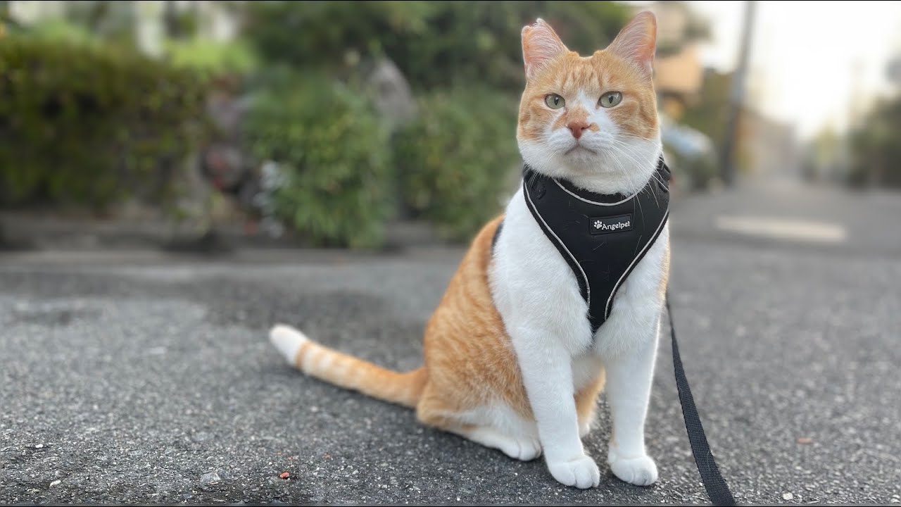 警備中に鳥に心奪われる猫 - YouTube