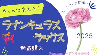 やっと出会えた！『ラナンキュラスラックス』2025 新苗購入 - YouTube