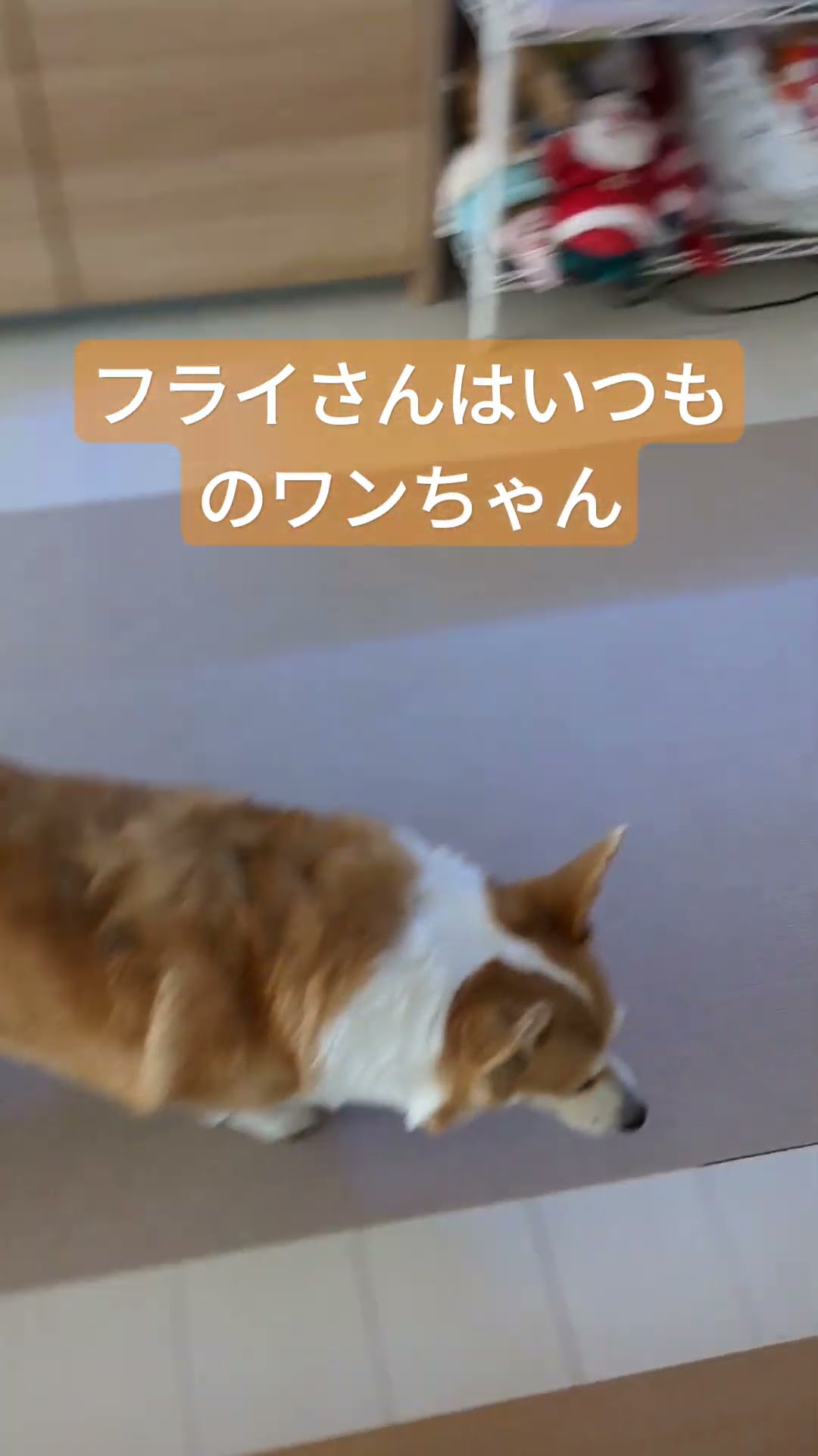 コーギーと仲間たち - YouTube