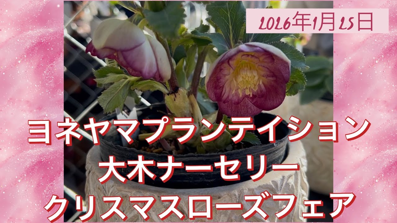ヨネヤマプランテイション 大木ナーセリー クリスマスローズフェア