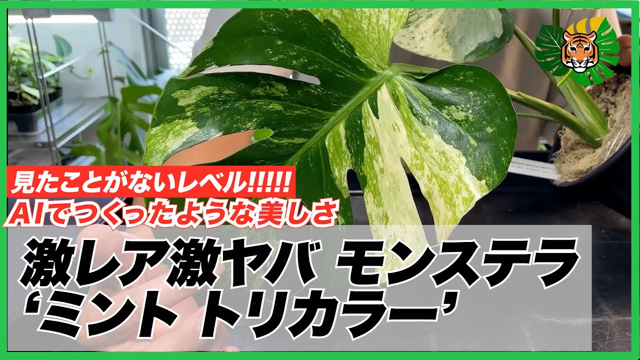 Monstera: The Rare and Amazing Monstera Deliciosa 'Mint Tricolor