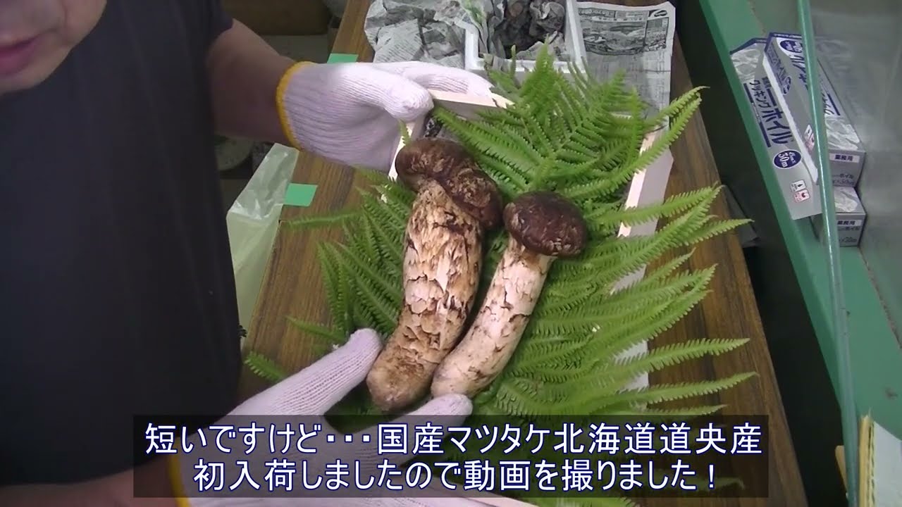2025年国産初物でーす ! 北海道マツタケ初物動画(20250725字幕入り