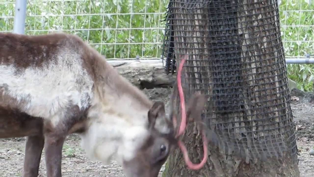 エゾシカのツノ（袋角） 【公式通販】