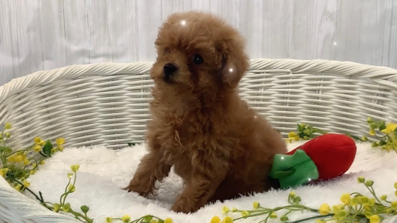 トイプードル♂2602D0189 - YouTube
